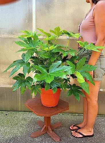 POWERS TO FLOWERS - FATSIA JAPONICA ARALIA XXL, vaso 26cm Diametro, pianta vera