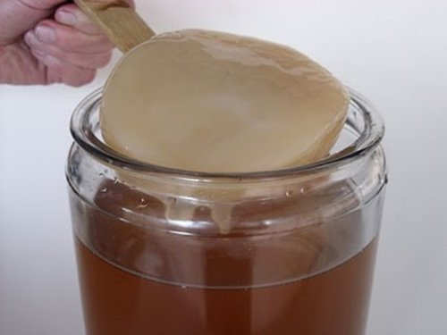 Disco SCOBY de Kombucha Fresco y Vivo con Líquido Iniciador - KEFIRALIA | Instrucciones, recetas y ayuda personalizada incluidas · SCOBY tradicional, nunca en polvo ni deshidratado