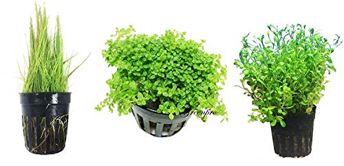 3 Carpet Plants Package Dwarf Baby Tears Dwarf Hairgrass and Glosso Potted Live Aquatic for Aquarium Freshwater Fish Tank