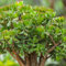 30 semillas de planta de jade verde
