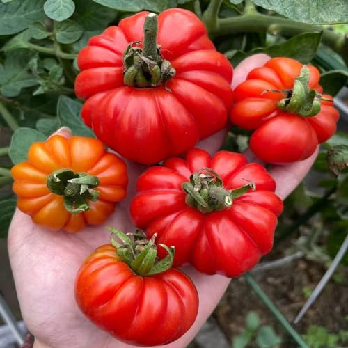 fleischtomaten bio - winterhart draußen, tomaten seltene tomatensamen alte sorten, 20samen