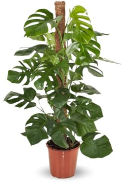 Attitude Jardin - Monstera deliciosa - plante trouée avec tuteur - purificateur d'air - 90-100 cm - ⌀ 19 cm - plante d'intérieur