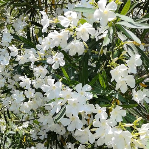 comprar semillas de adelfa, exterior jardín arbustos para invitados variedades antiguas verano jardín resistentes al aire libre para 30pcs