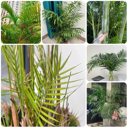 Goldfruchtpalme, indoor pflanzensamen Dypsis lutescens, grünpflanzen zimmerpalme indoor winterharte für garten blumensamen 150Samen