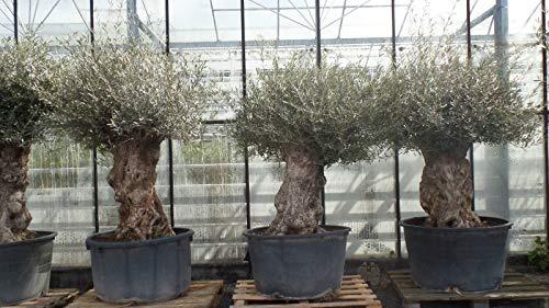gruenwaren jakubik uriger, alter Olivenbaum, knorrige Olive 80-100 Jahre, winterhart