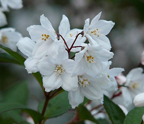 Dehner Prächtige Deutzie, schneeweiße Blüten, ca. 40-50 cm, 5 l Topf | Deutzia x magnifica, duftender Zierstrauch, schnellwüchsig, für sonnige Standorte, Blütezeit Juni