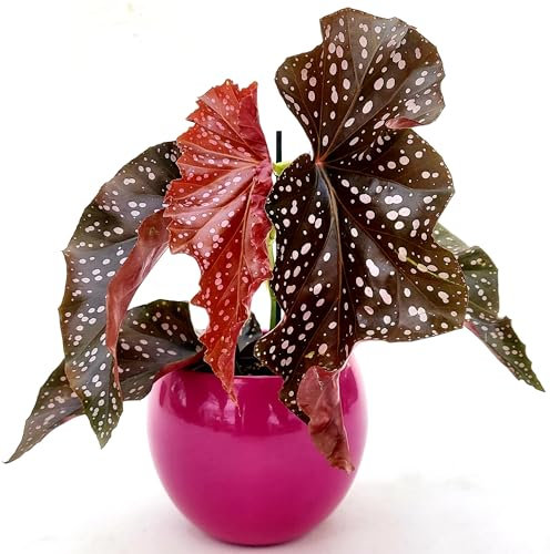 POWERS TO FLOWERS - BEGONIA MACULATA BLACK FOREST IN VASO CERAMICA FUCSIA SFERICO, vaso 12cm diametro, pianta vera