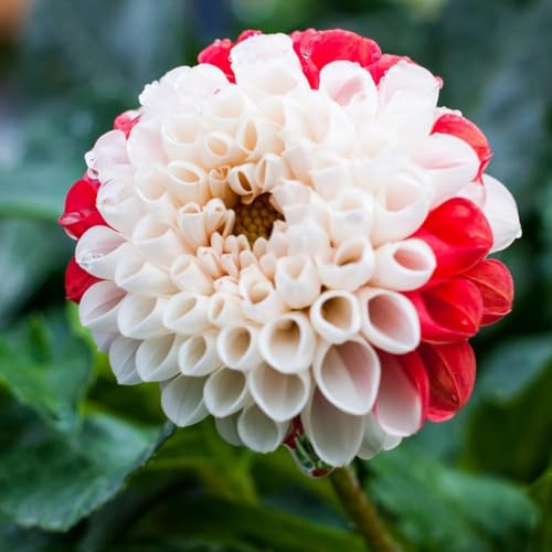 9 pezzi dalia bulbi resistenti perenni - in resistenti da giardino per uomini, coniti invernali bulbi perenni, decorazione