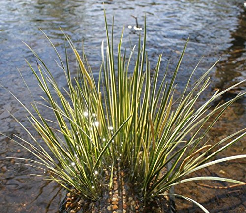 fertig im Pflanzkorb - Acorus gramineus - winterhart - Zwergkalmus - Graskalmus - Wasserpflanzen Wolff
