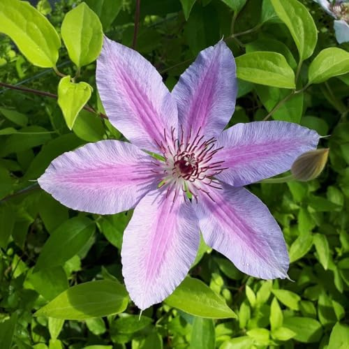 Clematis Großblütige Nelly Moser 1L - Pflanze für Anfänger und professionelle Gärtner - Ideal für Kleingarten, Garten - Schöne Pflanze mit ungewöhnlichen Blüten - Genießen Sie jeden Tag ihre Farben