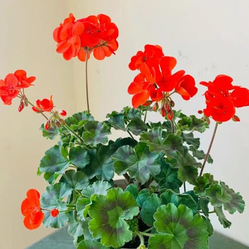 geranien hängend - pelargonium - kletterpflanzen steingartenpflanzen gartenblumen balkonpflanzen bio balkon blumendeko gartendeko für draußen kräuterpflanzen bodendecker blumensamen 25samen