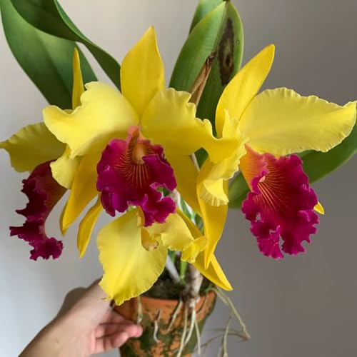 semi di orchidea cattleya semi di balcone perenni resistenti orchidee cattleya perenni aiuola biologici resistenti 250pcs