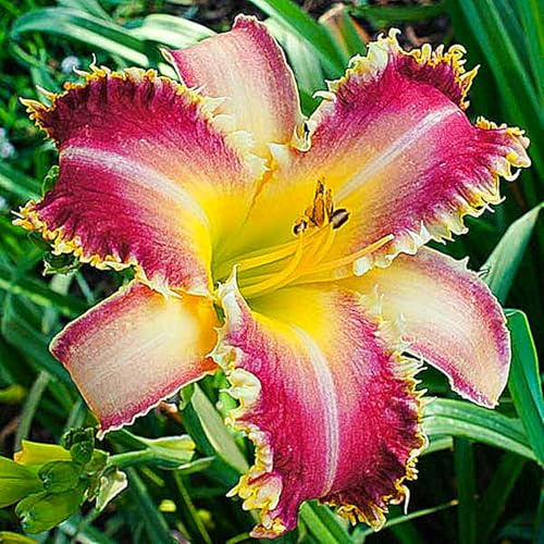 Eleganz Taglilien, MehrjäHrige, Farbenfrohe Taglilien-Rhizom In GroßPackungen, Fachgerecht Gepflanzt, GartenverschöNerung-5 Rhizom-G