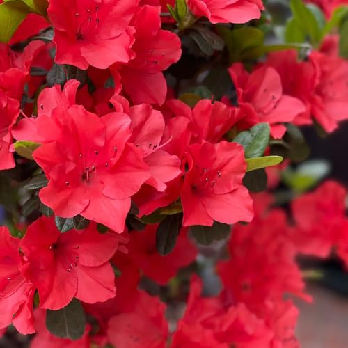 Semi di rododendro, biologici per esterno decorazioni giardino per esterni di rampicanti rara rampicante in vaso balcone con interna 550pcs