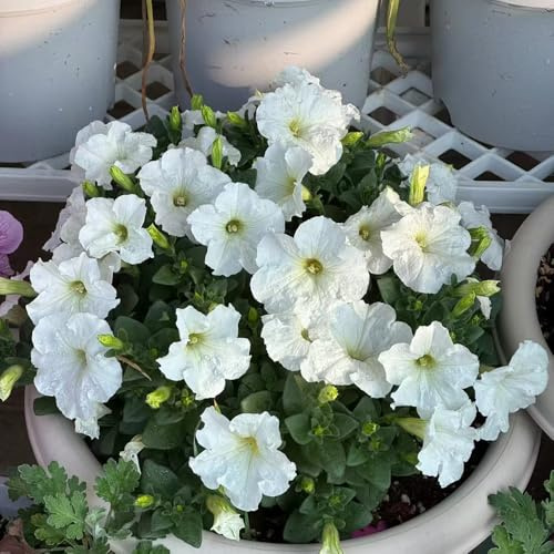 semi di petunia resistenti in vaso tappezzanti balcone con giardino sul interno raro roccioso 550pcs