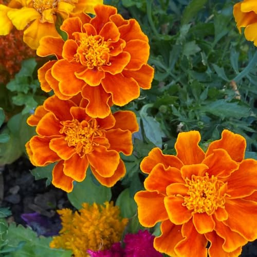 semillas de caléndula tagetes orgánicas regalos de comprar caléndula para balcón silvestres para bancales elevados perennes cortadas 1500pcs