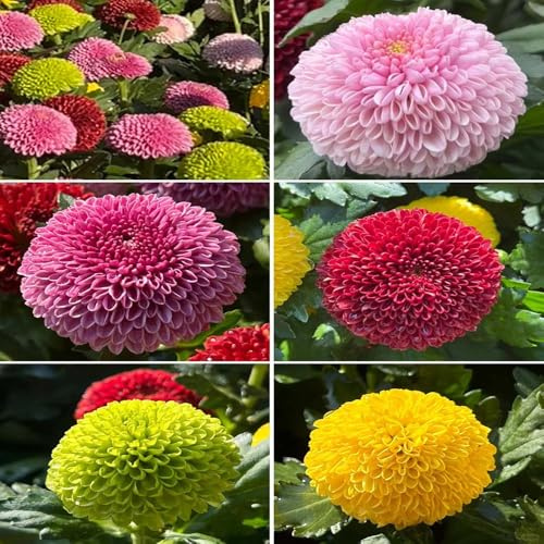 semillas de crisantemo inusual bonsái para exterior de otoño resistentes cortadas balcón Pompón 180pcs