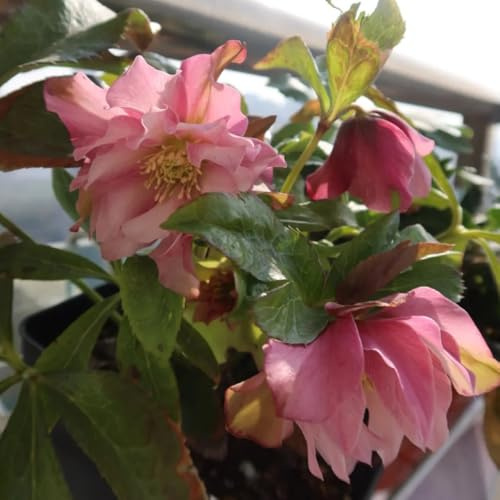 christrosen, wildblumensamen hochbeet christrose, bodendecker winterhart mehrjährig kräuterpflanzen, balkon blumenbeet 150samen