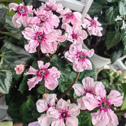 ciclamino reali di balcone semi di selvatico primavera interni esotici giardino semi biologici decorazione balconi estate 85pcs