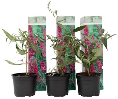 Plant in a Box - Buddleja Rosa - Set di 3 - Cespuglio di farfalle Resistente all'inverno per il giardino - Vaso 9cm - Altezza 25-40cm