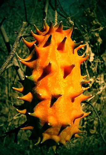 10 Samen Horngurke, KIWANO, Cucumis metuliferus