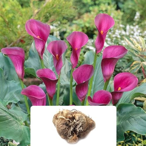 1 Zantedeschia Violet Bulb – Stunning Pastel-Coloured Blooms – Summer-Flowering Perennial for Year-Round Beauty – Ideal for UK Gardens and Climate Conditions