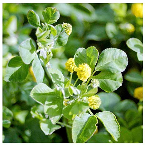 Buy4seeds 25 Seeds Green Manure Trefoil Useful for Garden and Outdoor