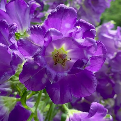 semi di campanula campanula - selvatici da balcone recisi da giardino, aiuole rialzate roccioso 200pcs