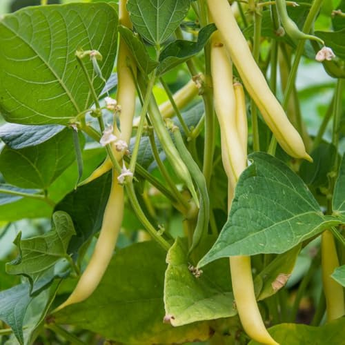 semi di fagiolo rampicante giallo - perenni, resistenti giardino balcone interno 150pcs