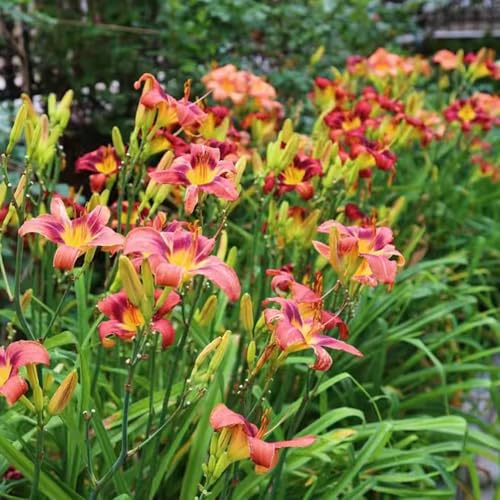 azucenas - de jardín de semillas pradera azucenas balcón, inusuales Decoración orgánica balcones pradera decorativas Semillas 900semillas