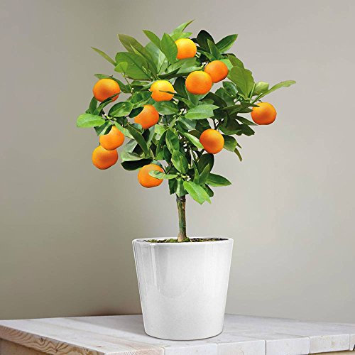 Mini Orange Tree 25cm - 1 Tree