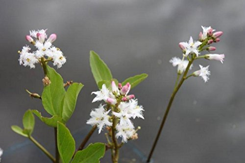 WASSERPFLANZEN WOLFF - Blume des Jahres 2020 ! - 4er-Set im Gratis-Pflanzkorb - Menyanthes trifoliata - Bitterklee - Fieberklee, weiß