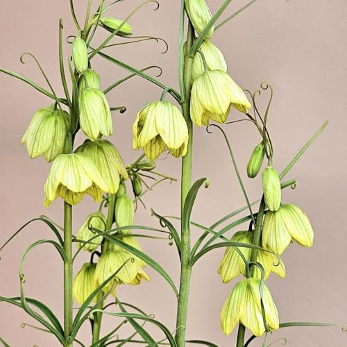 Bulbi di Crown Imperial, regali per giardinieri vecchie varietà bulbi di precoci da giardino regali per gli amanti del giardino da balcone 4pcs