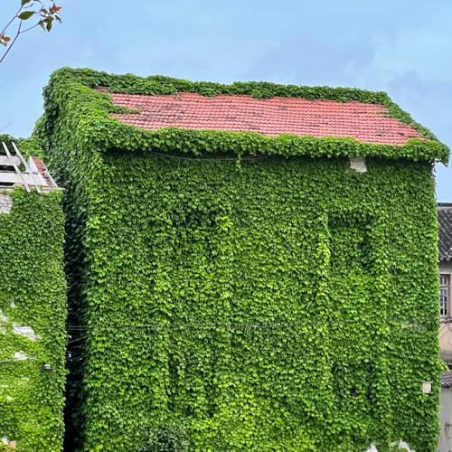 Hiedra de Virginia - trepadora Decoraciones de jardín exteriores trepadoras rápido crecimiento jardín exótico resistente productos sostenibles colgantes 60semillas
