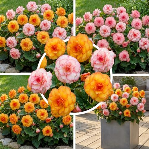 FLORIUM Begonia Picotee Collection, mix of 5 begonia tubers from Holland, real hanging basket begonia plants (no seeds and not artificial), perennial for pots and balconies, not hardy