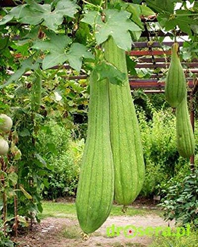 Graines vietnamienne Gourd (Luffa cylindrica) Grown légumes Heirloom organiquement
