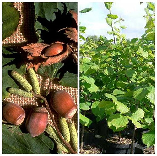 Nottinghams Fruchtbare - sehr guter Geschmack - 80-120 cm im 7,5 Liter Topf