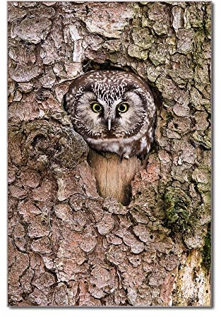 banjado Glas Magnettafel (40 x 60cm) - Magnetwand Glas - Magnetpinnwand als Memoboard - Pinnwand Magnettafel Küche, Büro, Kinderzimmer - Eule