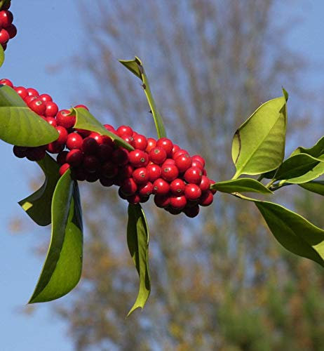 Fruchtende Stechpalme Ilex 60-80cm - ilex aquifolium - lebende Gartenpflanze aus den Baumschulen