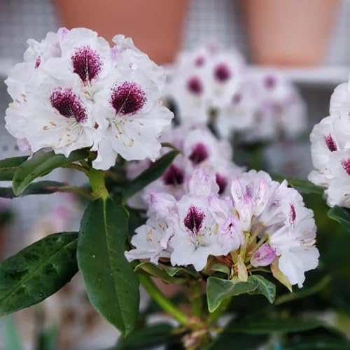 semi di rododendro, vecchie varietà aiuole rialzate da balcone azalea da giardino, resistenti decorazione del soggiorno 120pcs