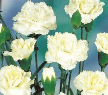 Pcs - 90x Girofle Jeanne Dionis Dianthus Chabaud Jardin Plantes - Graines K609 - Seeds & Plants Shop by Ipsa