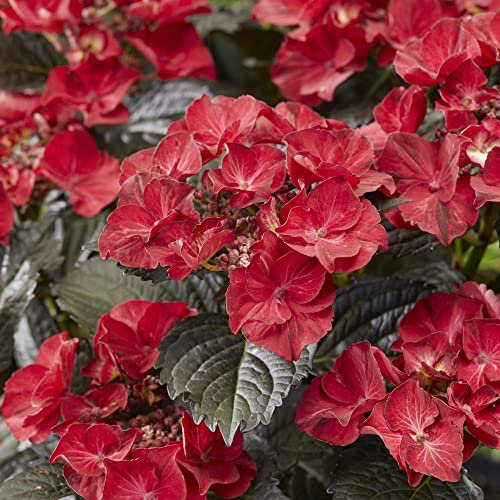 Hydrangea macrophylla x serrata 'After Midnight' Hardy Shrub Dark Foliage Bright Flowerheads Long Season Mass Planting Individual 1x 2 Litre Potted Plant by Thompson and Morgan