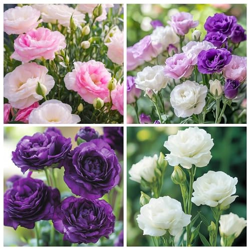 300+Mixed Lisianthus Flower Seeds for Planting Outdoor-Perennial Eustoma Cut Flower Plant Garden Home Ornamental Non-GMO