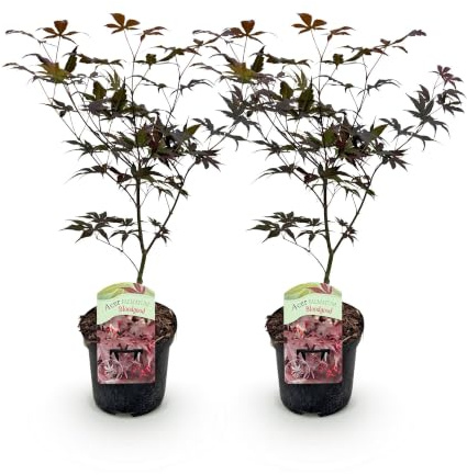 GreenboutiQ - Balkonpflanze - Japanischer Ahorn - Acer palmatum Bloodgood - Rot - 2 Pflanzen - Laubabwerfend - Topf 19cm Höhe 70cm