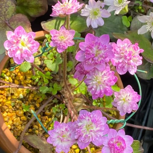leberblümchen biosaatgut frühlingsblumen blumenwiesensaat balkongewächshäuser sommerblumen kräutersamen exotische zimmerpflanzen schnittblumen balkon deko blumendeko blumengarten 225samen