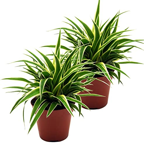Lys verts (chlorophytum comoum), chambre purifiante et plante de bureau, (2 plantes par pot de 12 cm, type : océan).