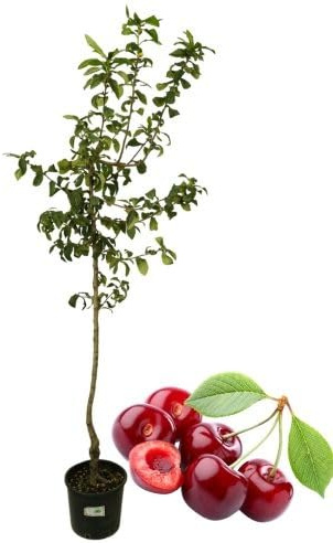 P. Piantine da Orto | Ciliegio Durone, Pianta in Vaso Diametro 22 cm, Pianta da Frutto in Vaso, Pianta Vera da Esterno, Giardino o Vaso in Terrazza, Vivaio Italiano