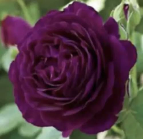 Half Standard Twilight Zone Hybrid Tea Standard Rose Plant in A 4.5Lt Pot.