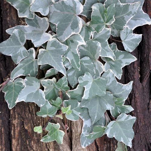 Gewöhnlicher weißbunter Efeu, Hedera helix 'Glacier', 2er Set, im 2 l Topf