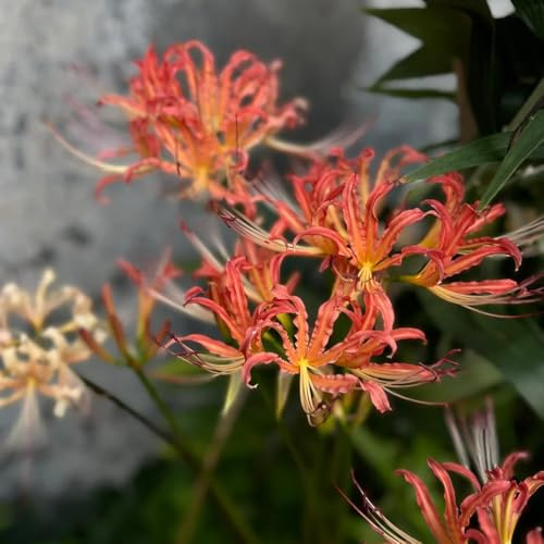 4bulbos de lycoris radiata - lirio araña - balcón cebolla de sangre resistentes, otoño ación resistente